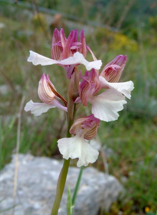 Orchis papilionacea